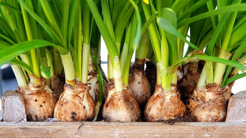 Flower-bulbs Sherington