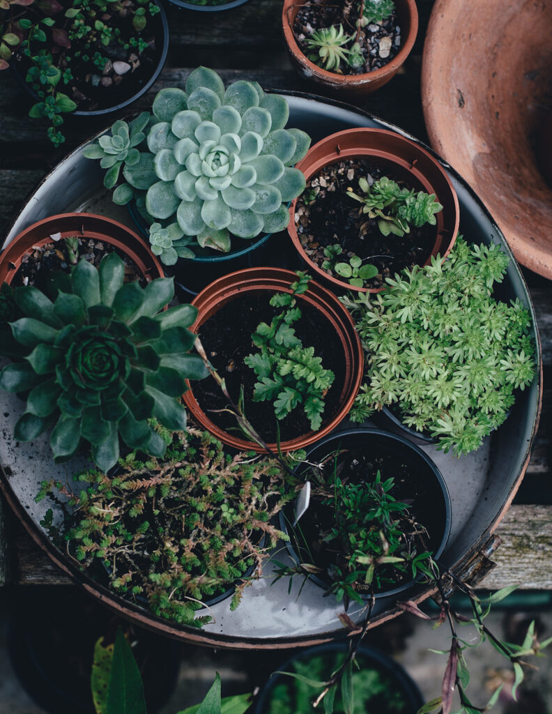lots of potted plants